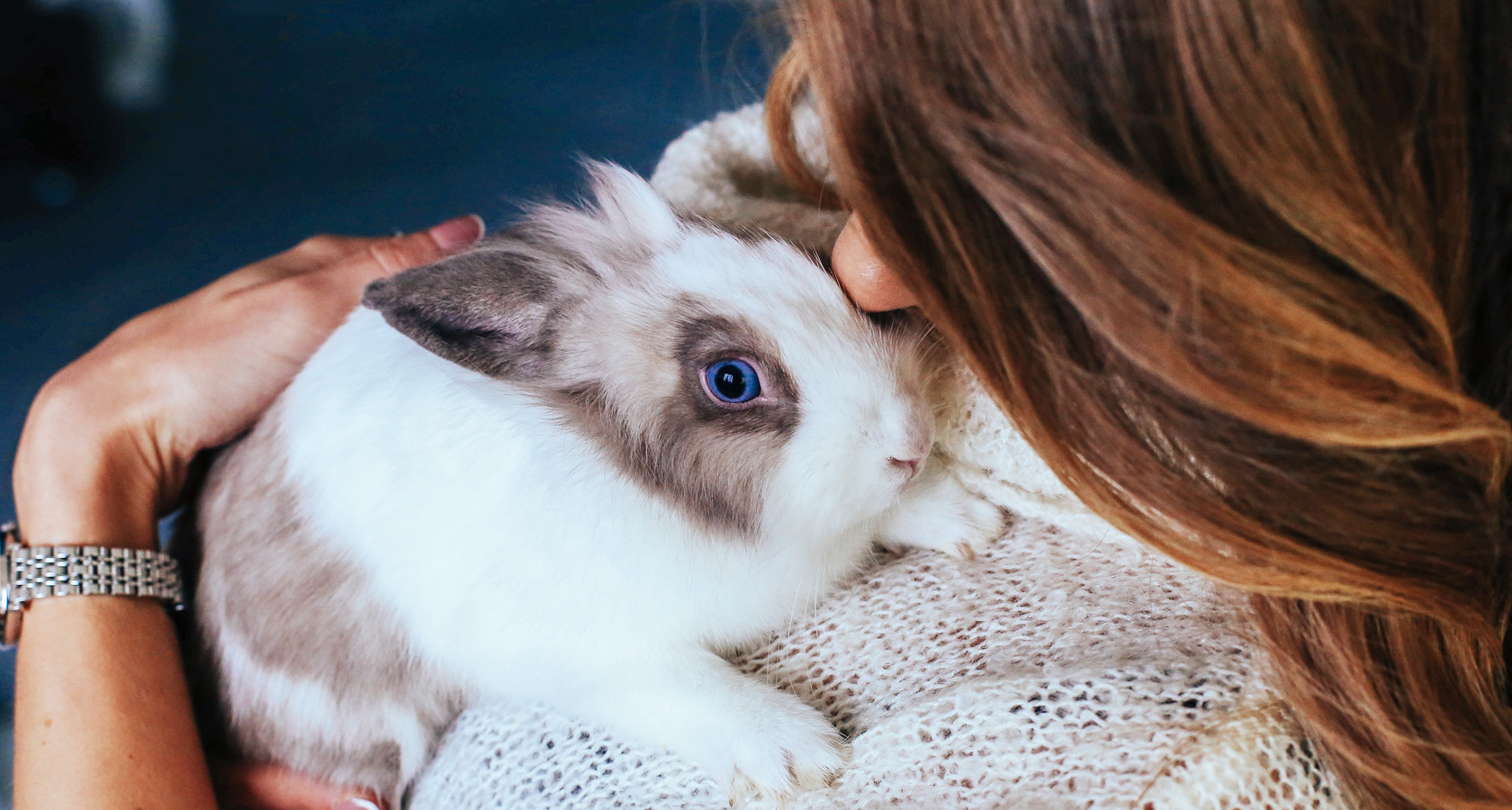 Un conejo mascota ¿Cómo cuidarlo?