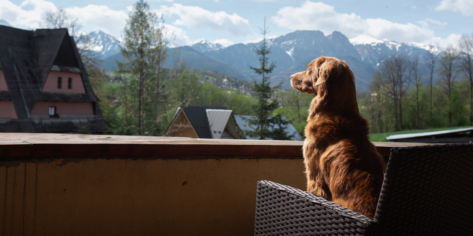 perro sentado en el sillón de una terraza mirando hacia afuera