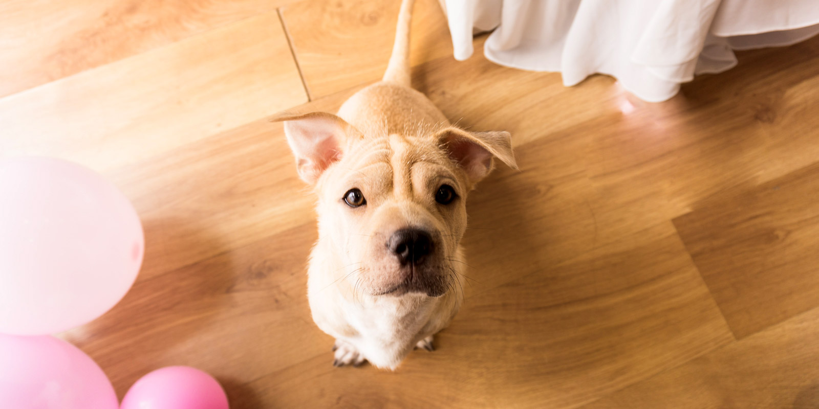 perro sentado en el piso mirando hacia arriba y rodeado de globos rosados