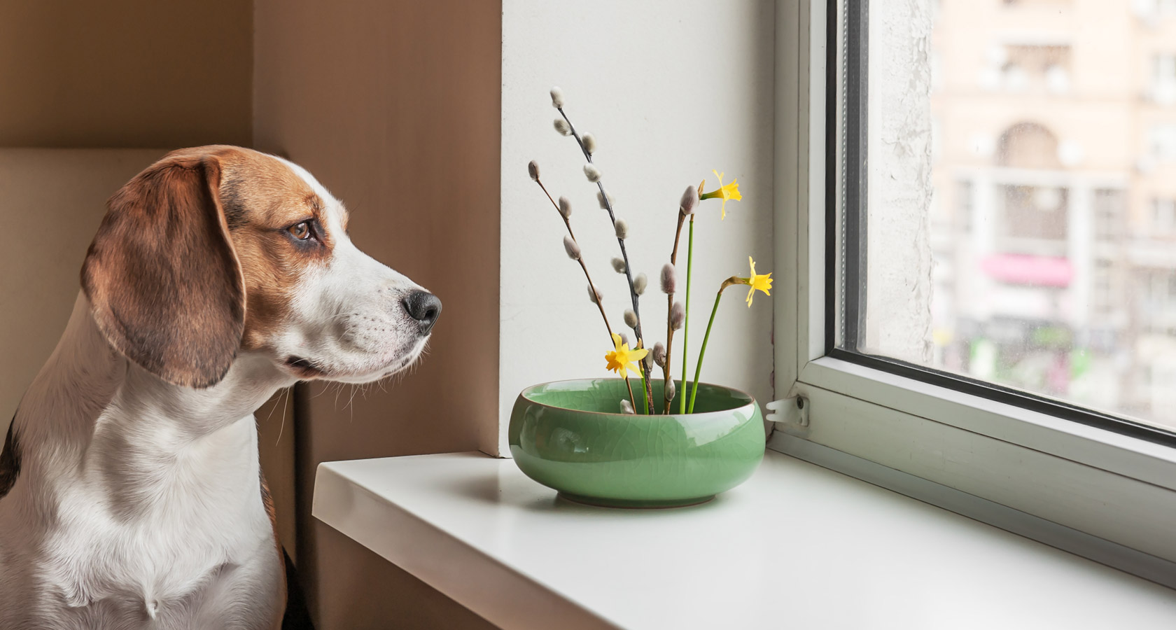 ¿Perro para departamento? Mito o realidad