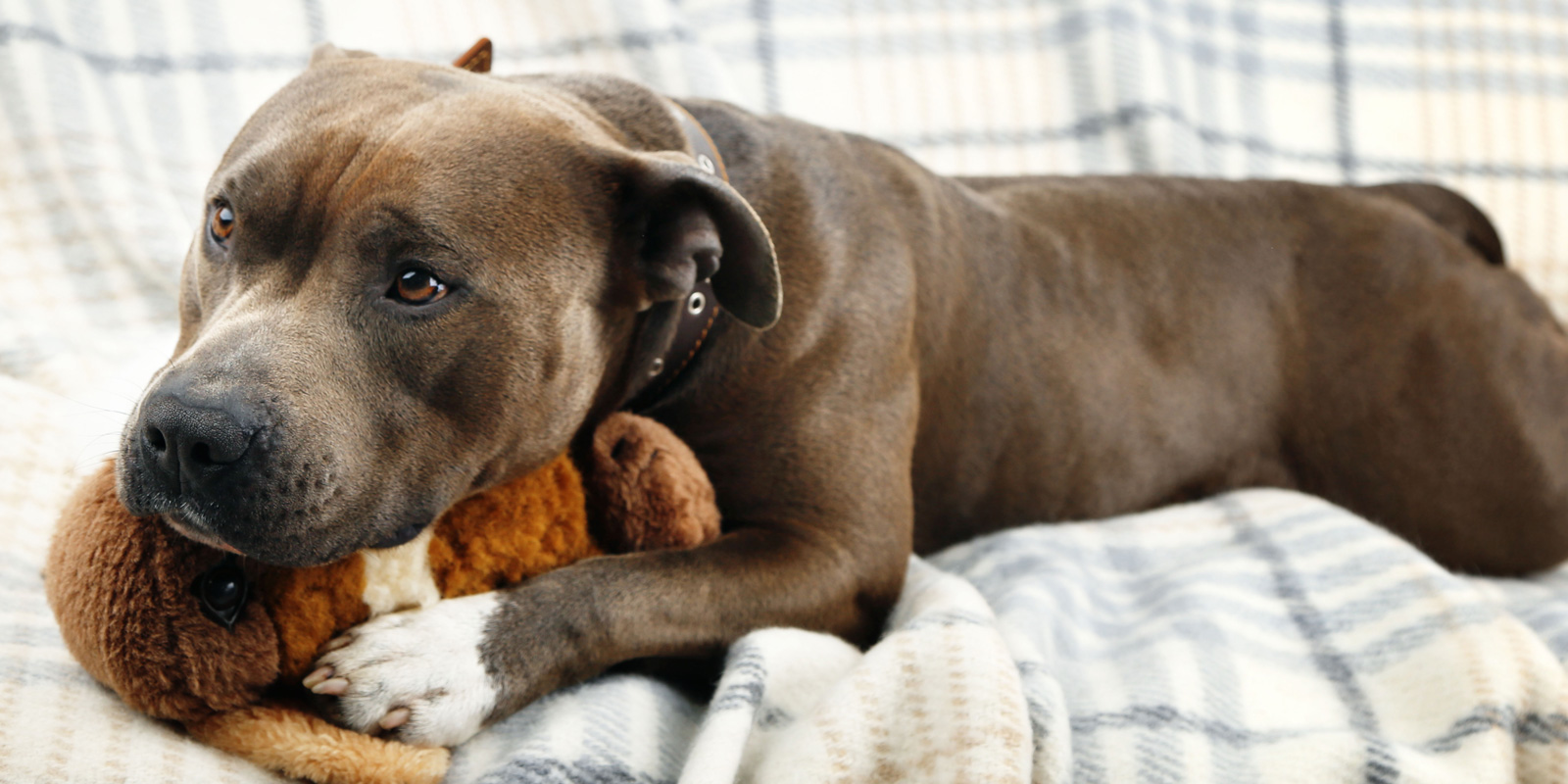 perro bulldog café oscuro echado encima de una manta y abrazando un peluche