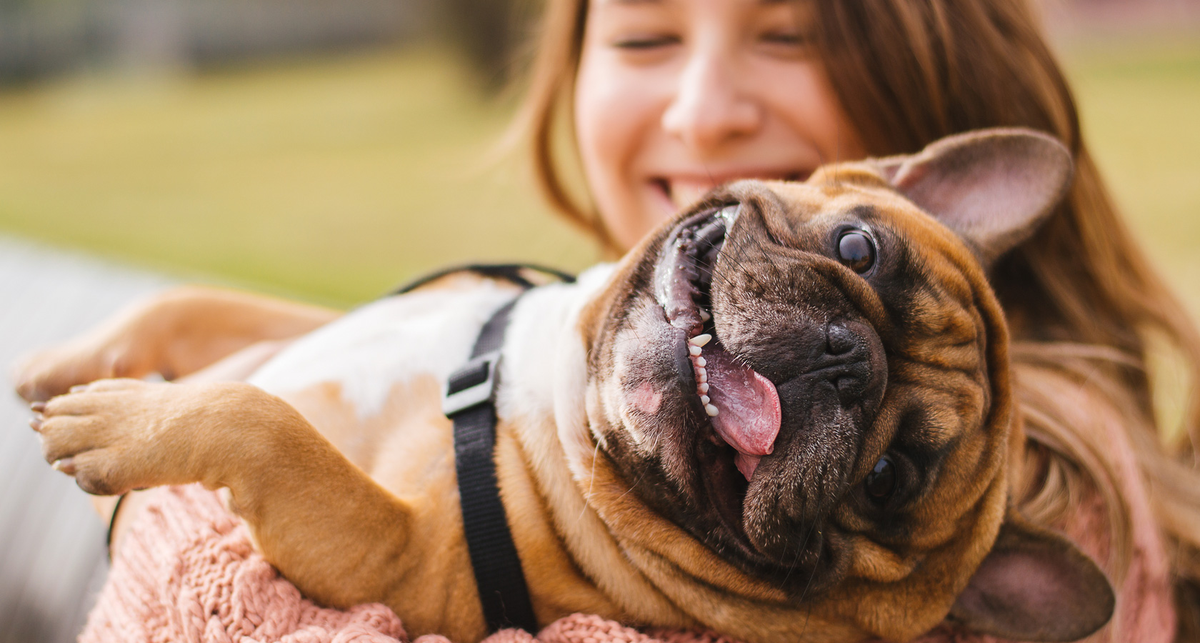 ¿Cómo saber cuando mi perro ya es adulto?