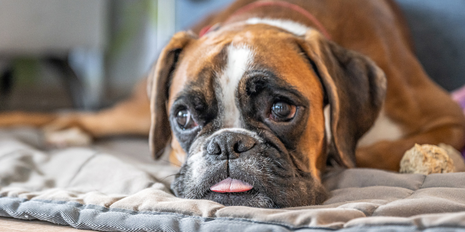 perro boxer echado en el piso sobre un manta con la punta de su lengua asomándose