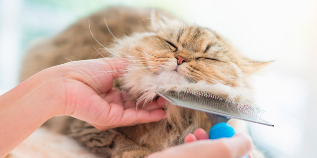 Un gato feliz siendo cepillado. El cepillado es uno de los tipos para saber cómo cuidar el aseo de tu gato 