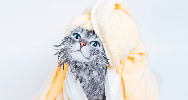 Higiene en mascotas: Cómo cuidar el aseo de tu gato