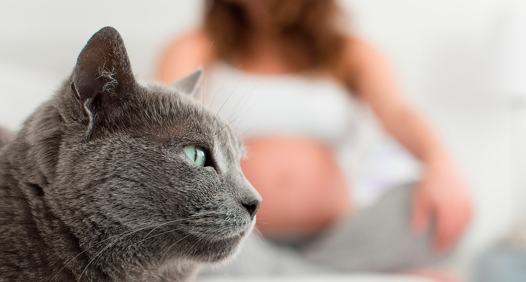 Toxoplasmosis en gatos: Qué es y cómo prevenirla