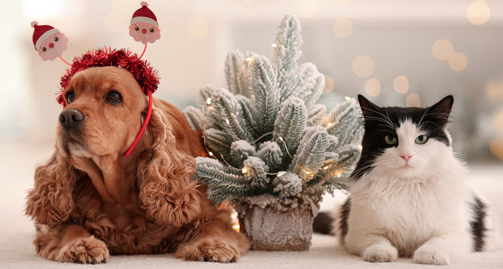 Consejos para cuidar a tu mascota en Navidad y Año Nuevo