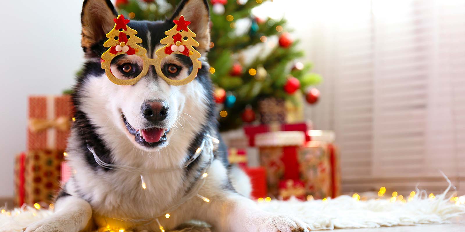 Perro jaski blanco con negro con lentes decorativos navideños