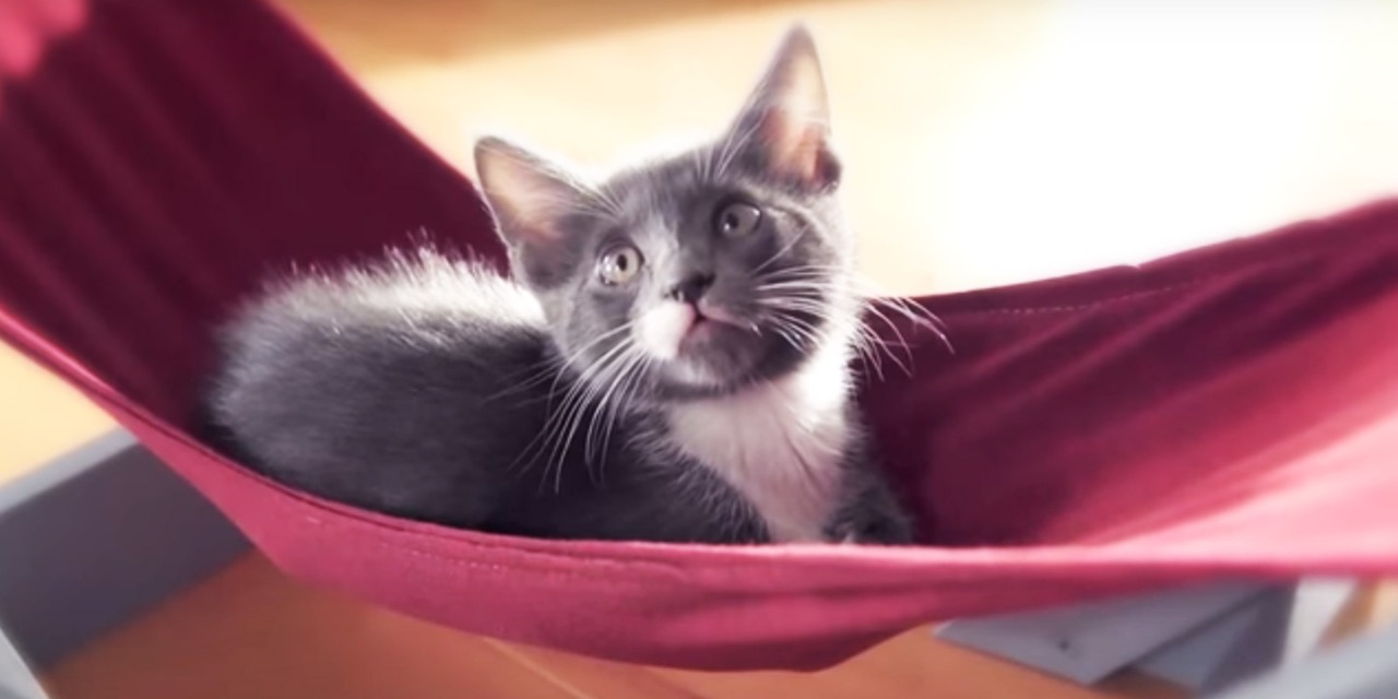 Gatito gris con blanco arriba de una hamaca par gatos