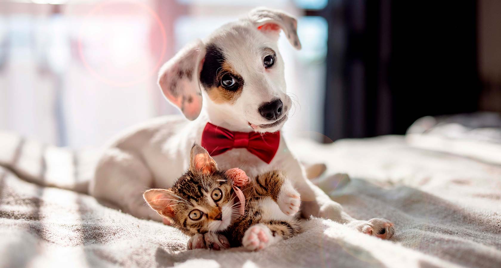 Guía de regalos de navidad para perros y gatos ¡Les encantarán!