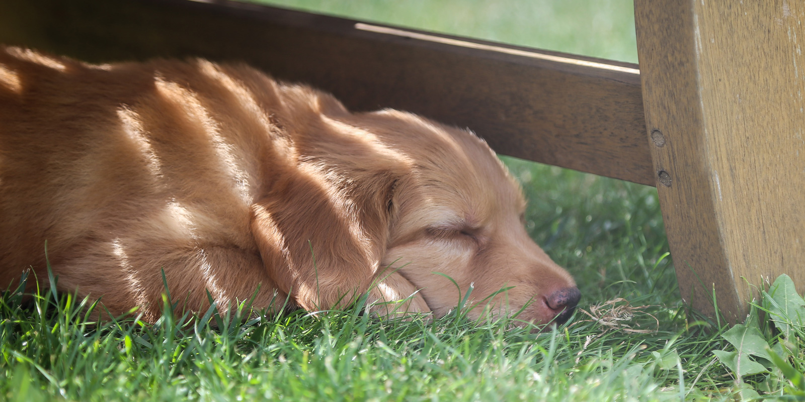 cachorro de perro dorado durmiendo bajo la sombra de una silla sobre el pasto