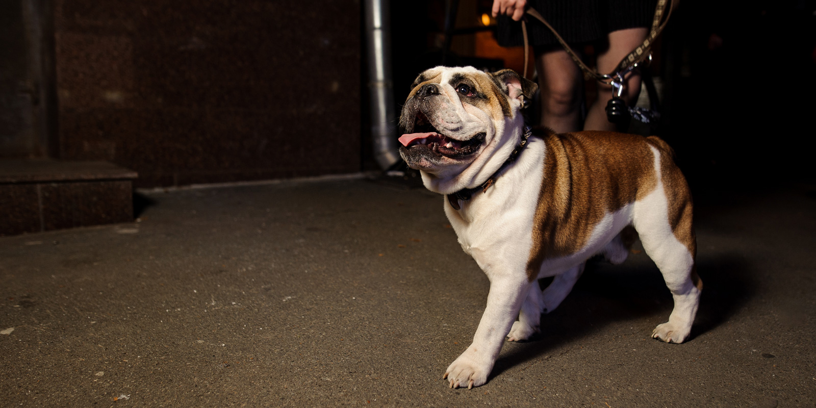 bulldog inglés café con blanco con la lengua afuera