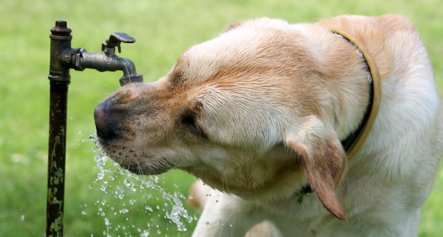 Consejos para cuidar a tu perro del calor