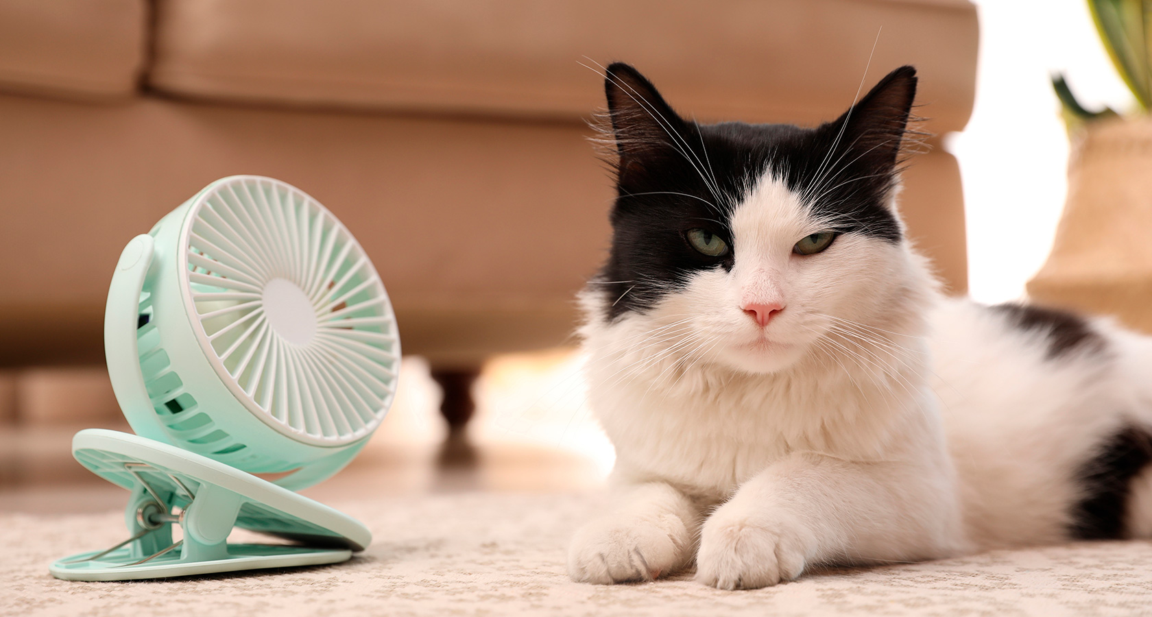 Consejos para cuidar a tu gato del calor