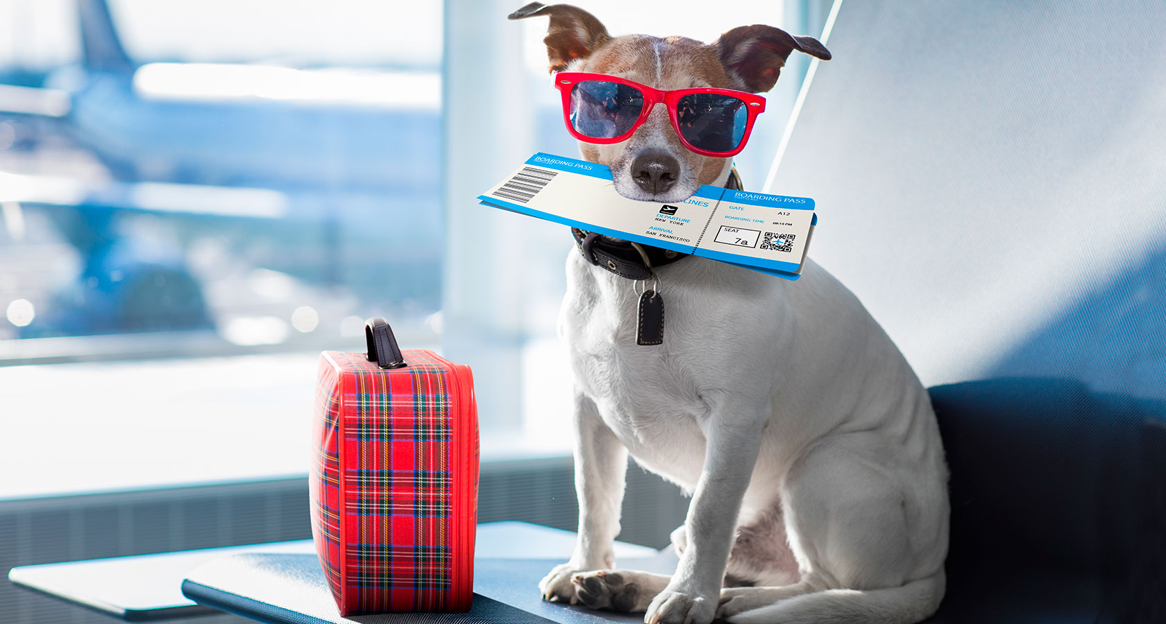 Consejos para viajar con tu perro en vacaciones