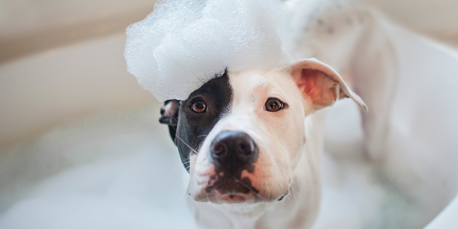 Perro blanco con negro bañándose con una espuma en la cabeza 