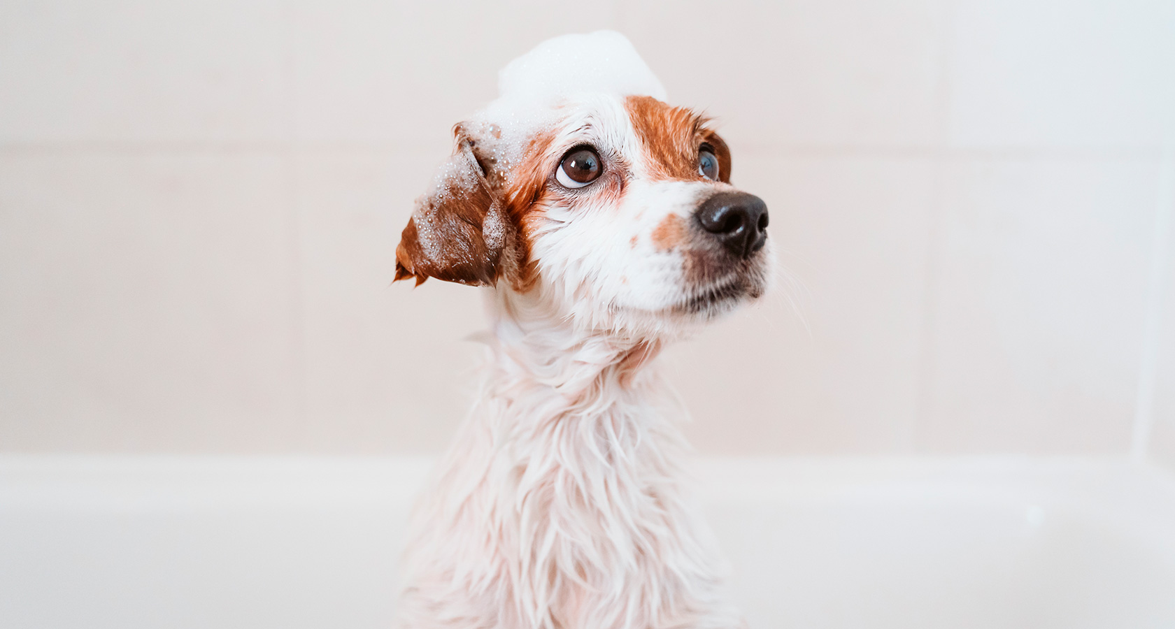 Cada cuánto tiempo debes bañar a un perro