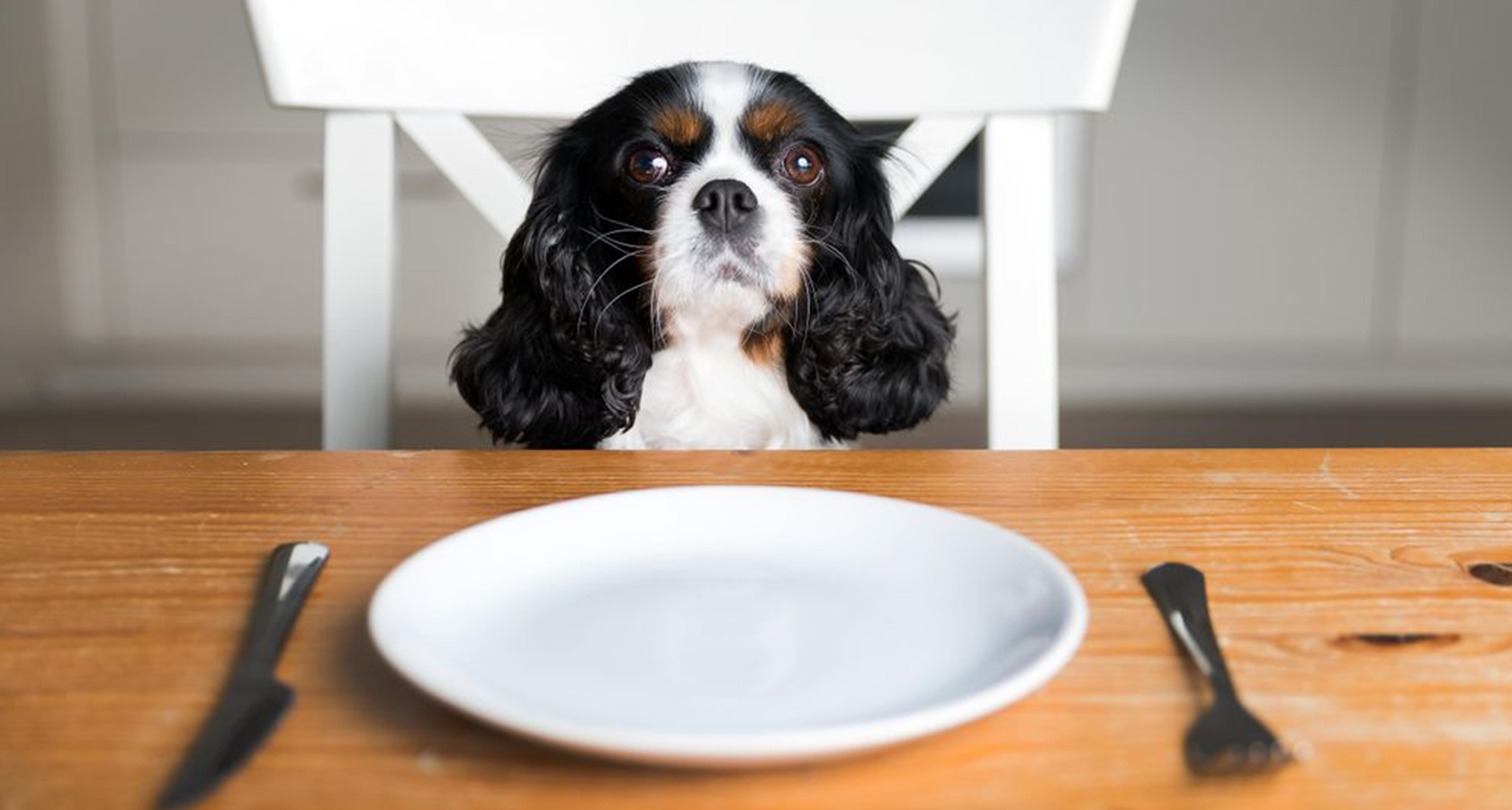 Aprende cómo elegir un buen alimento para tu perro
