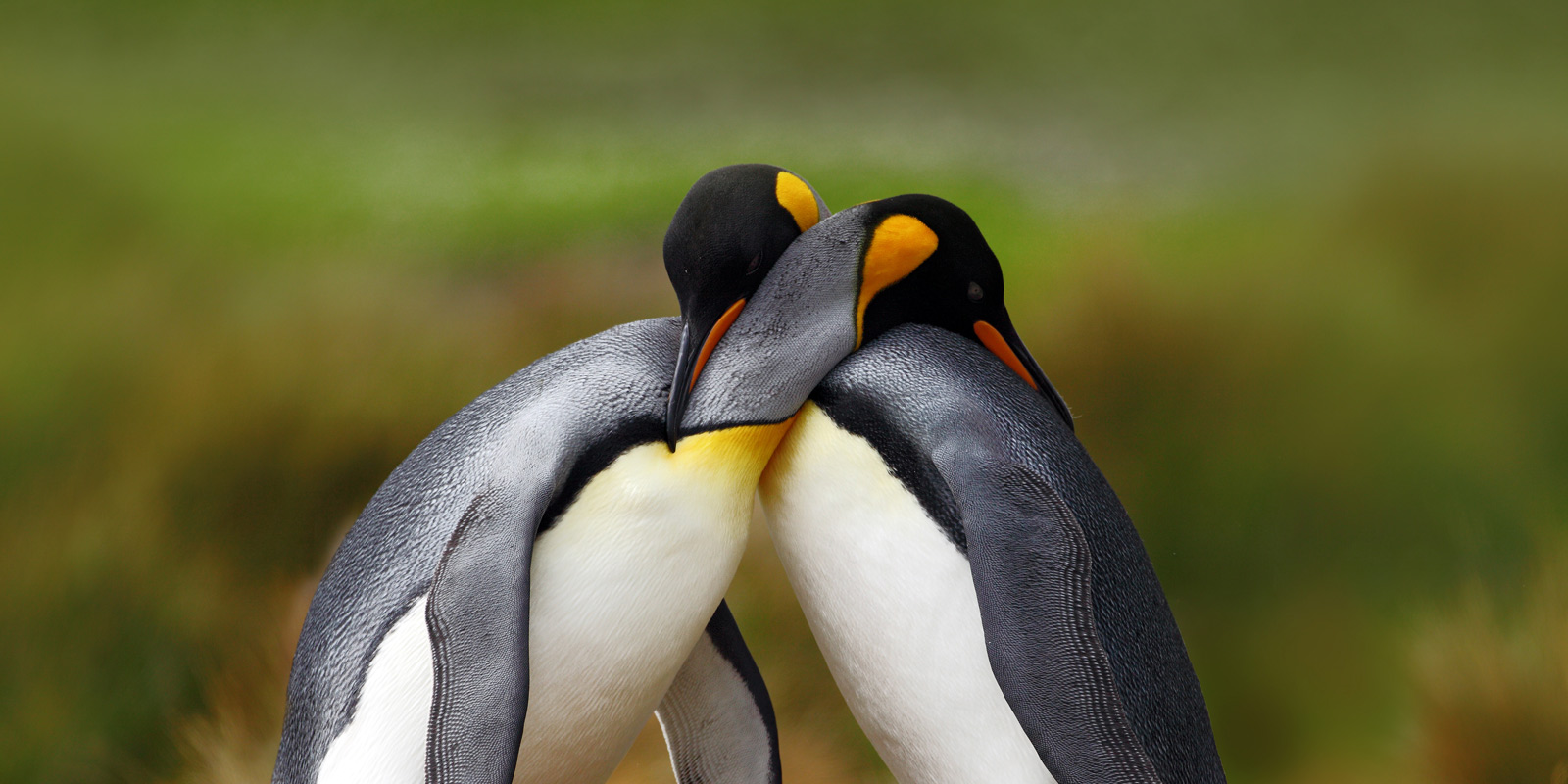 Descubre cinco enamoradas parejas del reino animal