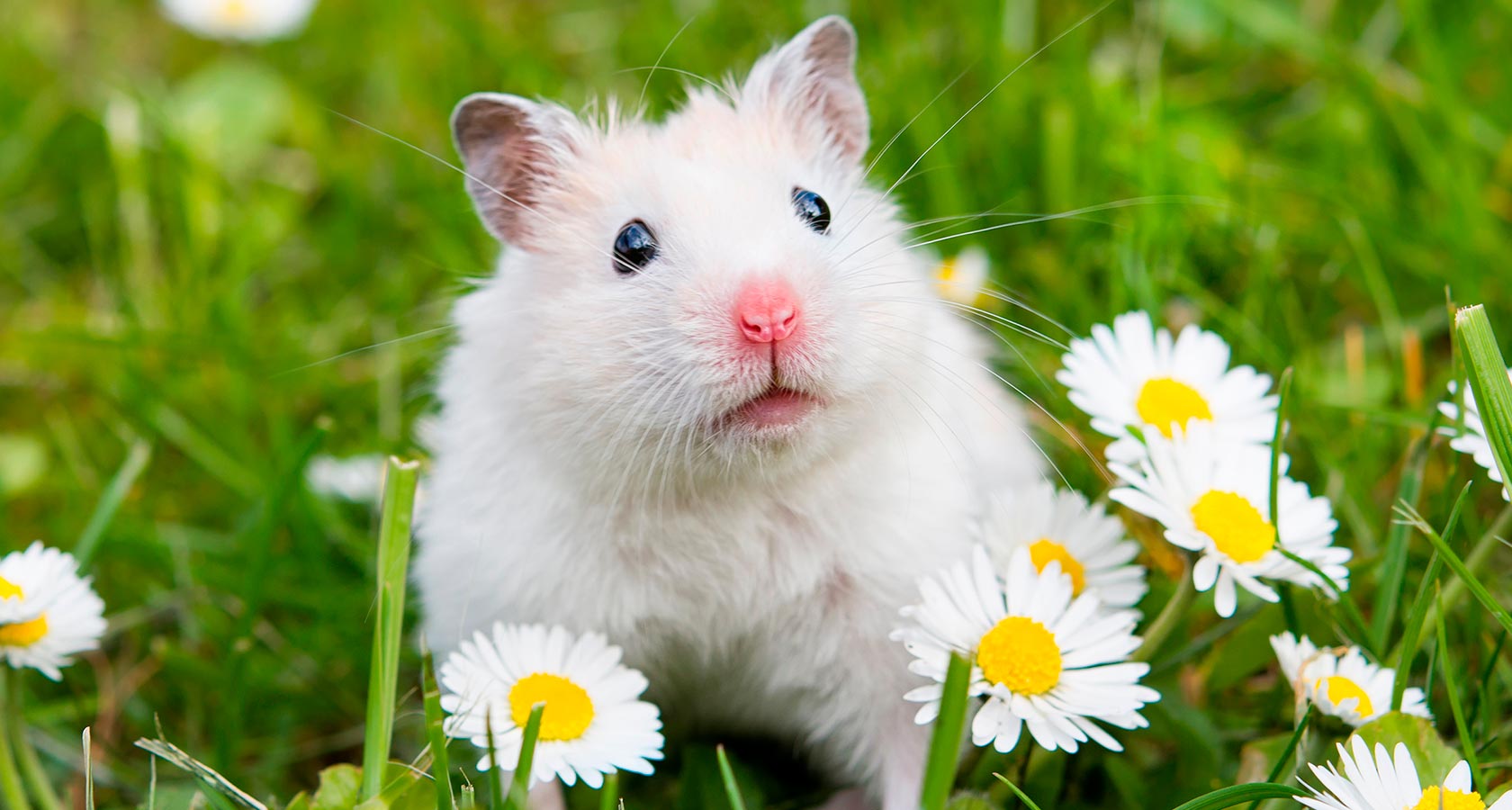 Hámster: 7 datos curiosos de este pequeño roedor