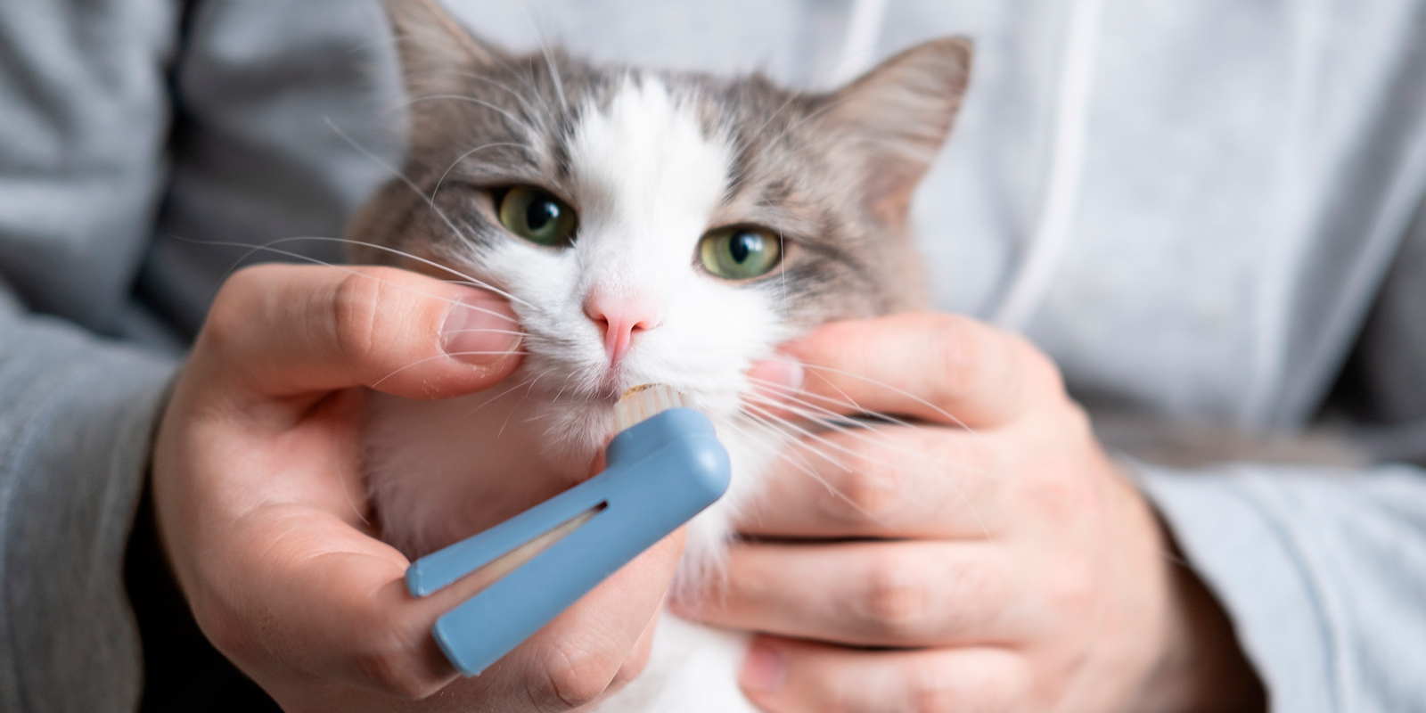 Gato blanco con gris con cepillo de dientes