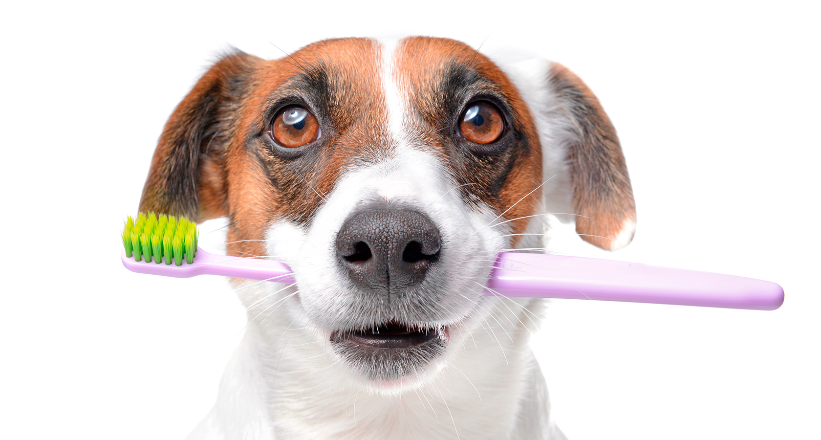¡Mantén su boca sana! Aprende a cuidar los dientes de perros y gatos