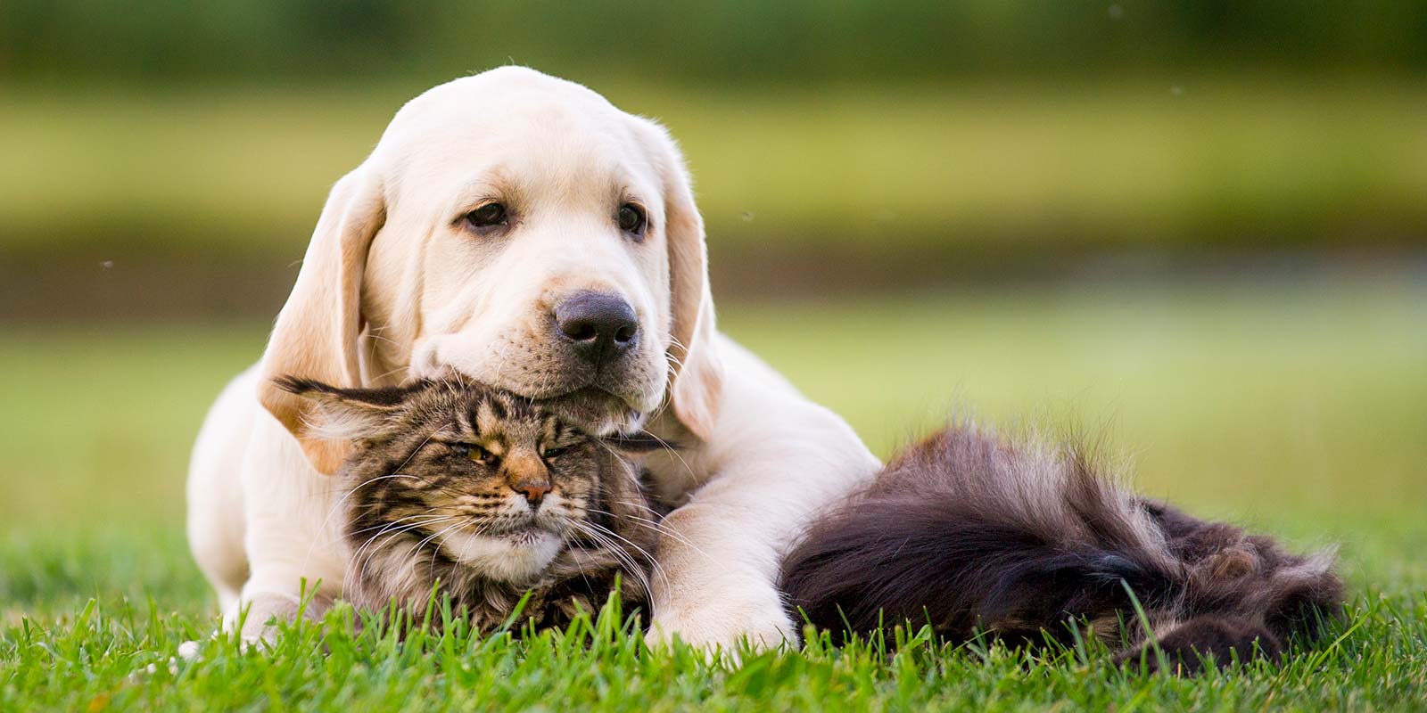 Cachorro golden con gatito