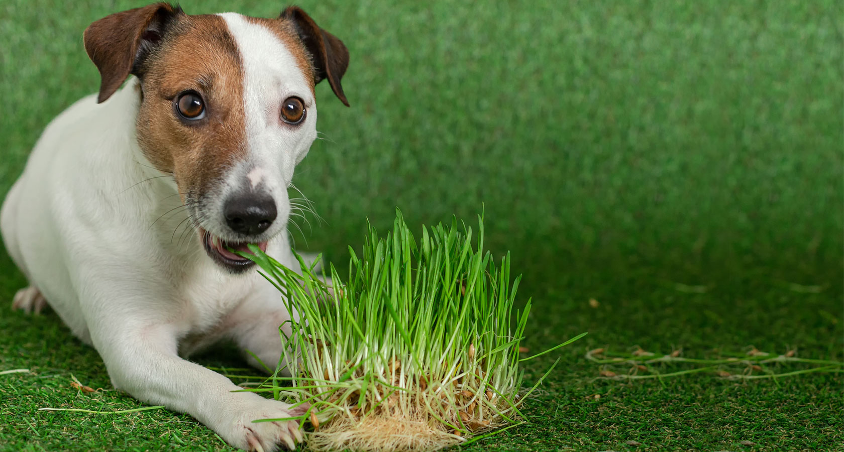 Conoce por qué perros y gatos comen pasto