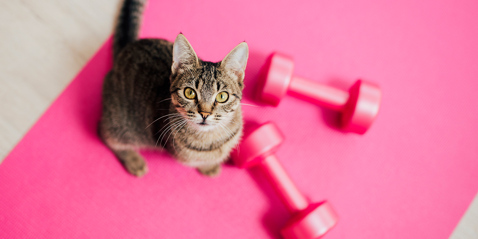 ¿Vives en departamento? Descubre 8 consejos para tener a tu gato activo y saludable