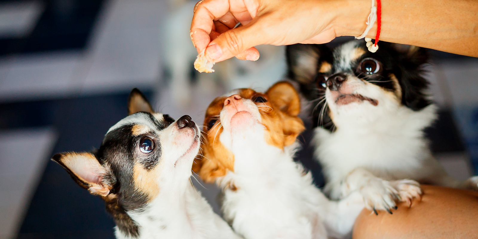 chihuahuas comiendo 