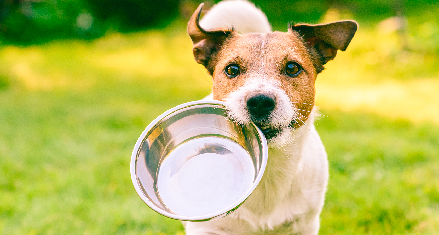 ¿Por qué no debo darle chocolate a mi perro?