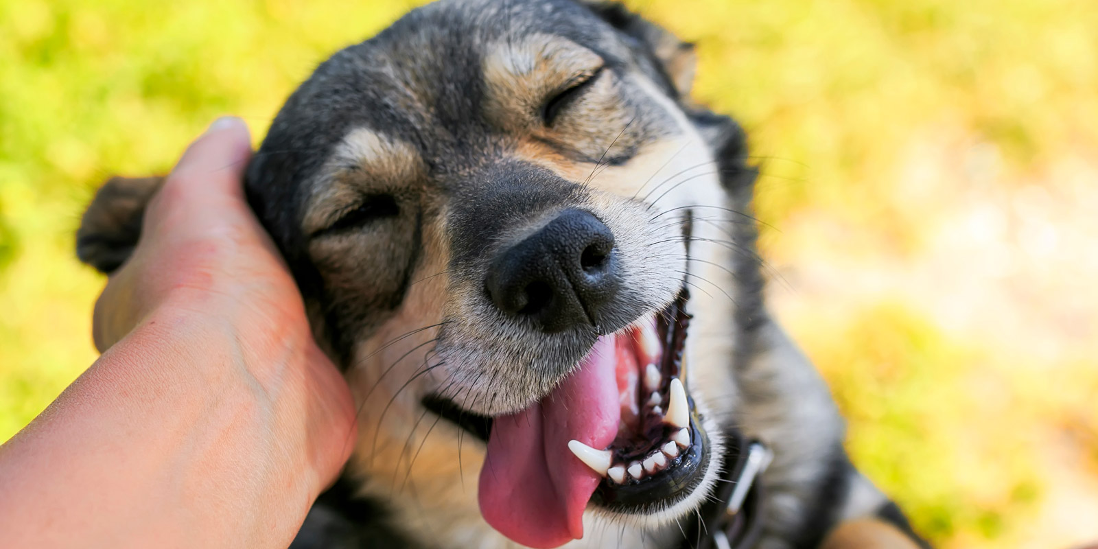 un perro sonríe al ser acariciado en su rostro 