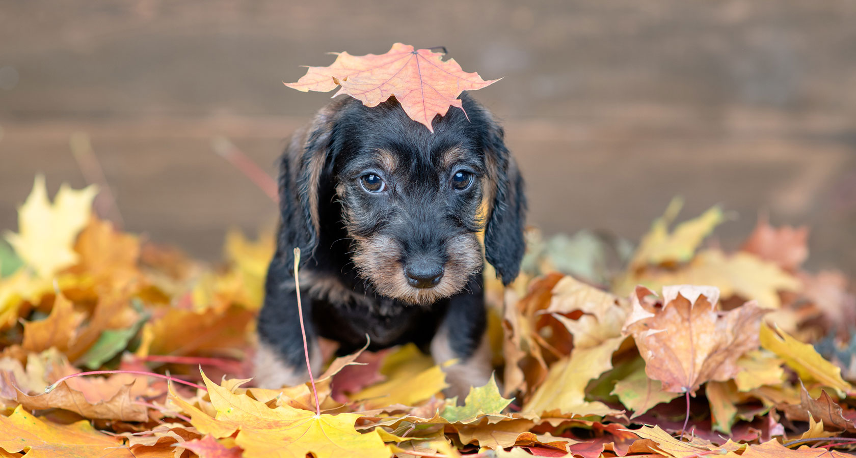 5 consejos para cuidar a tu perro en otoño
