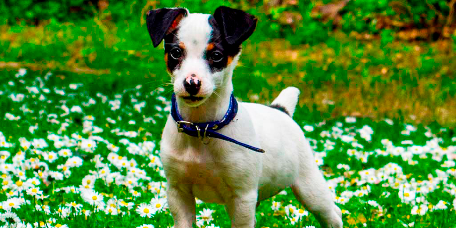 Terrier chileno