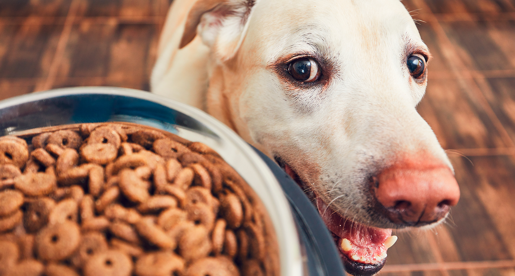 Cómo elegir snacks para tu perro