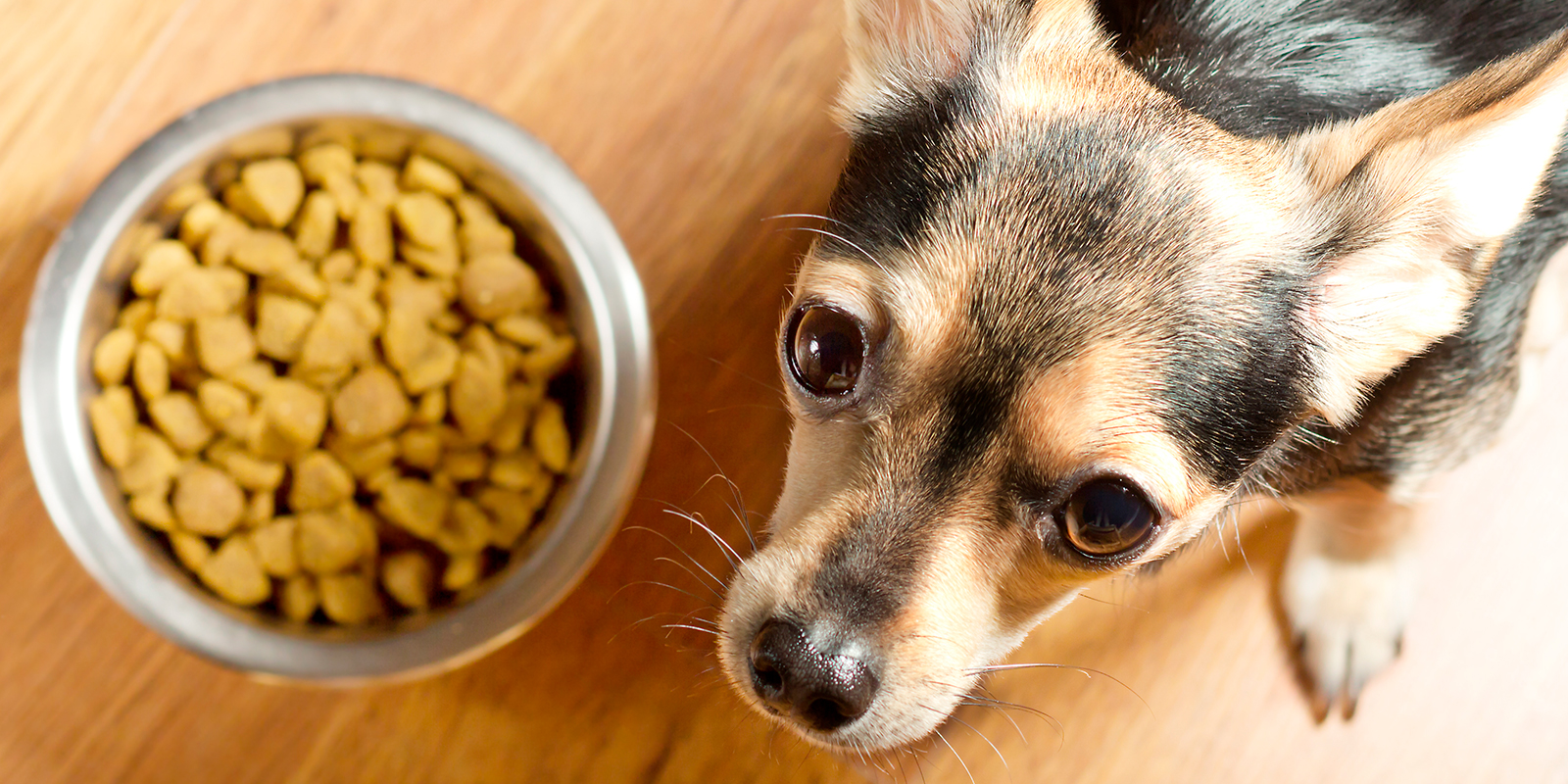 chihuahua comiendo