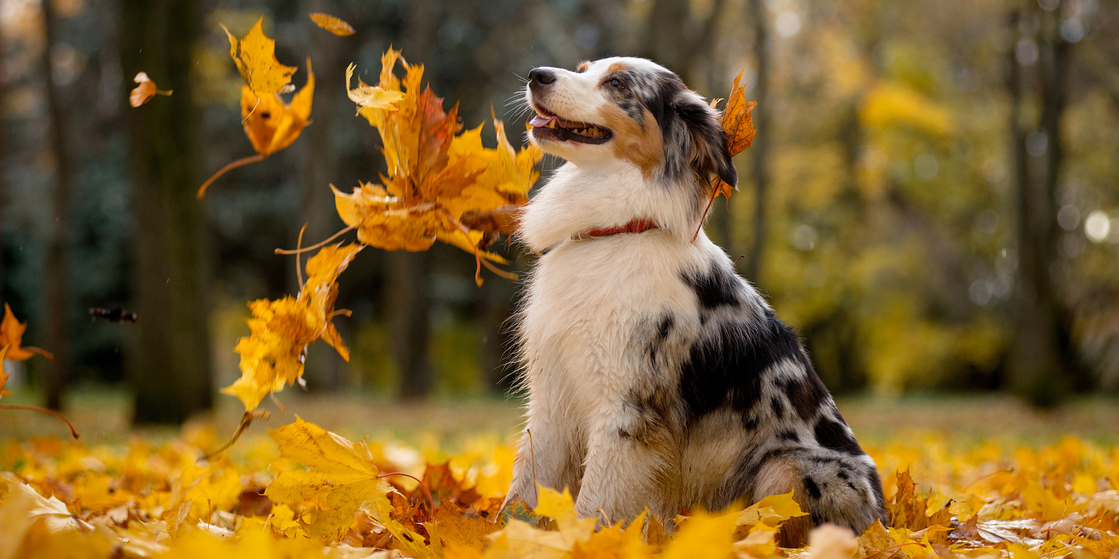 5 consejos para cuidar a tu perro en otoño