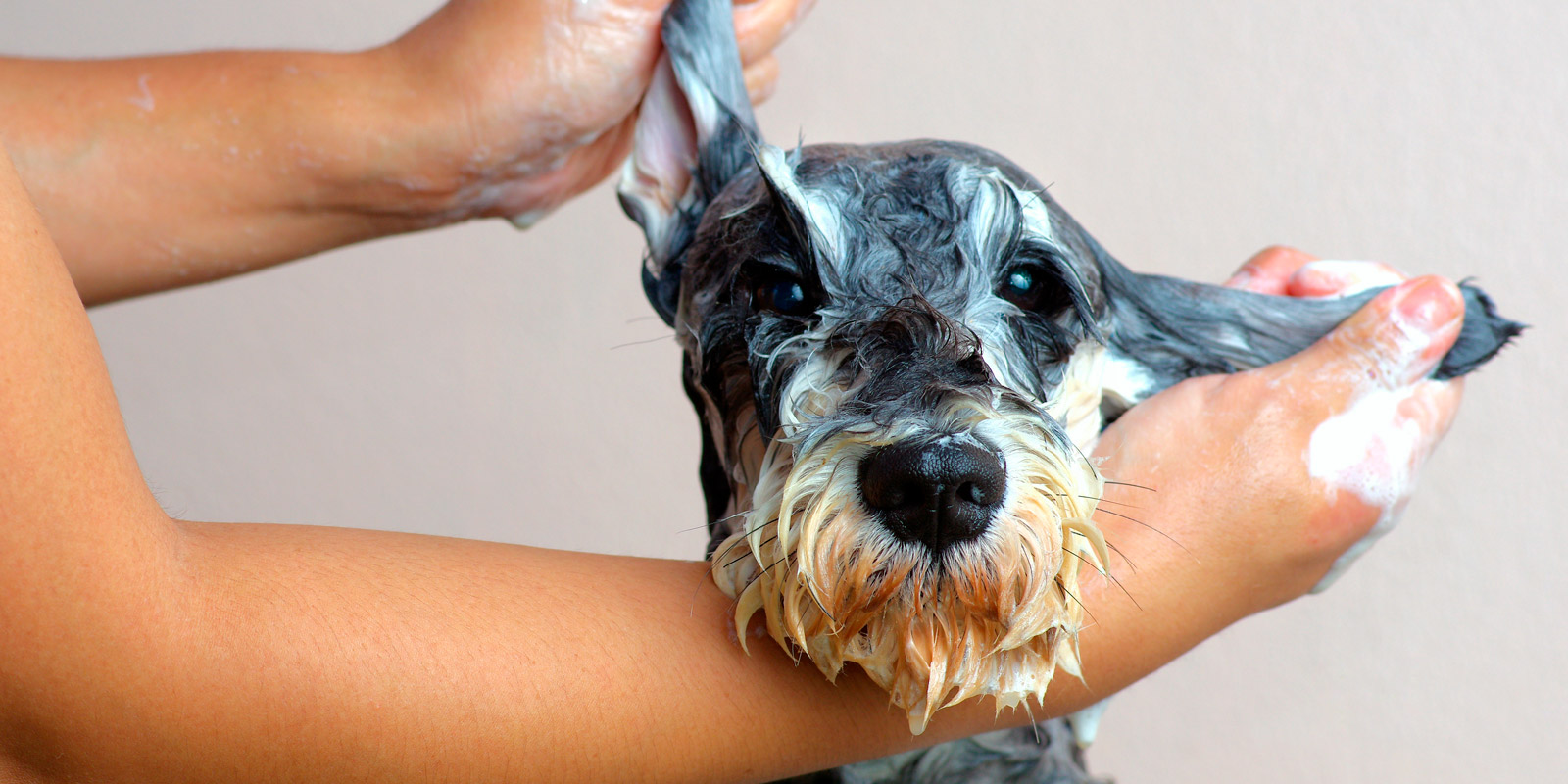 Perro bañado