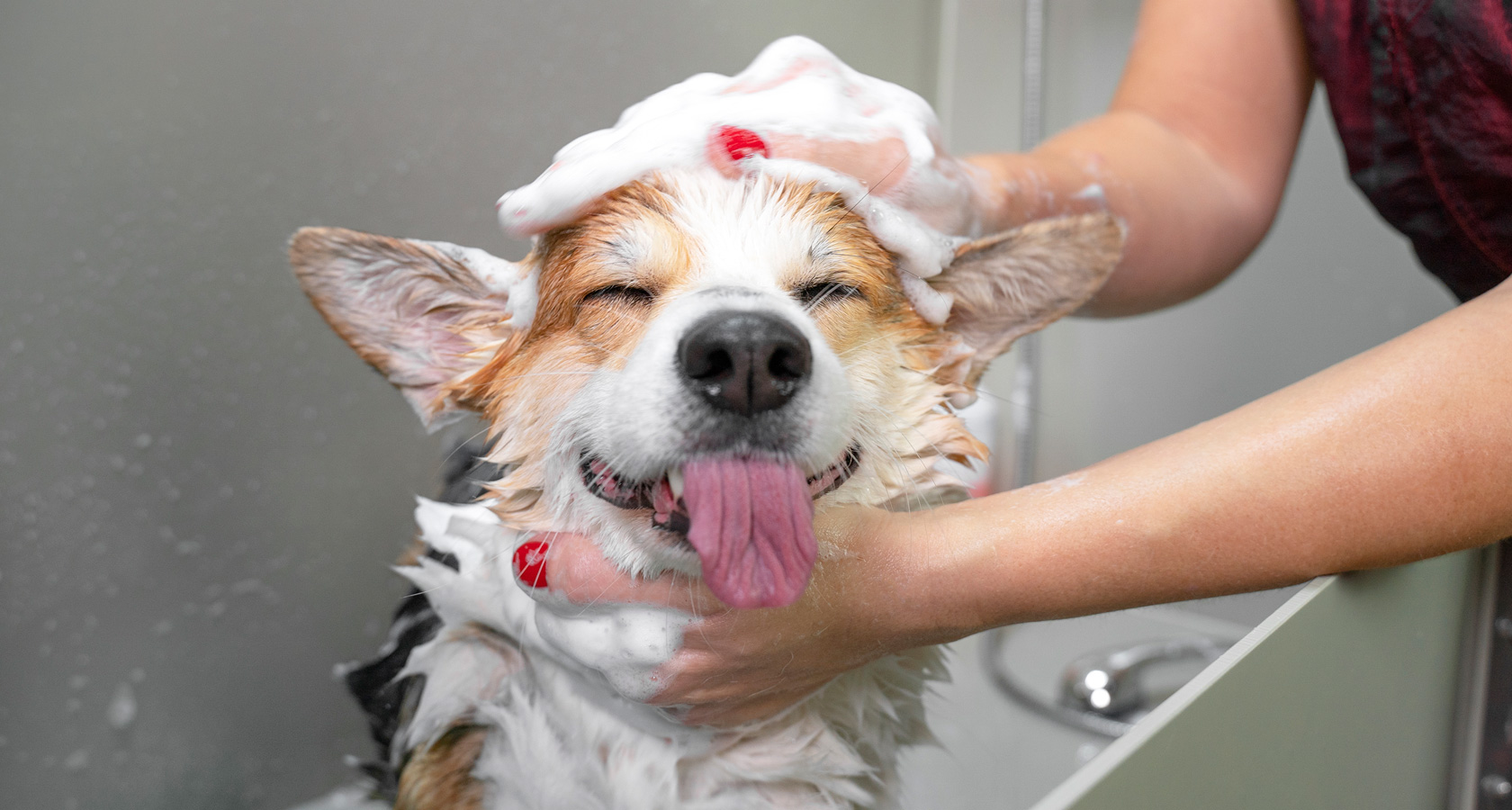 Conoce a qué edad se puede bañar a un perro | Fanáticos de las mascotas