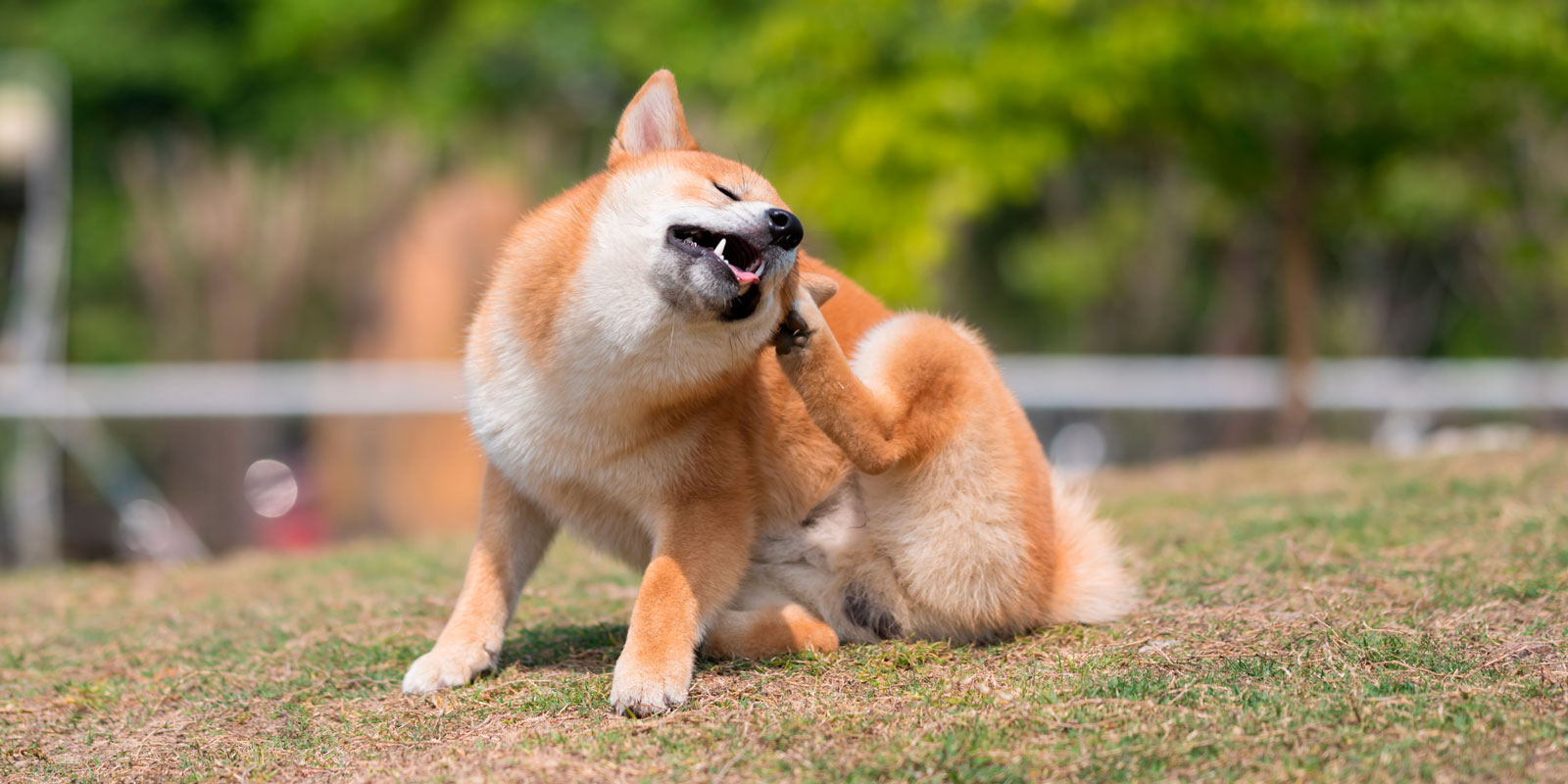 perro rascándose