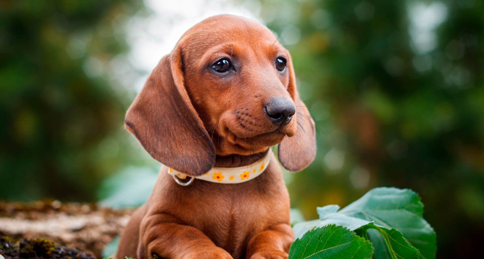 Descubre 8 características del perro salchicha