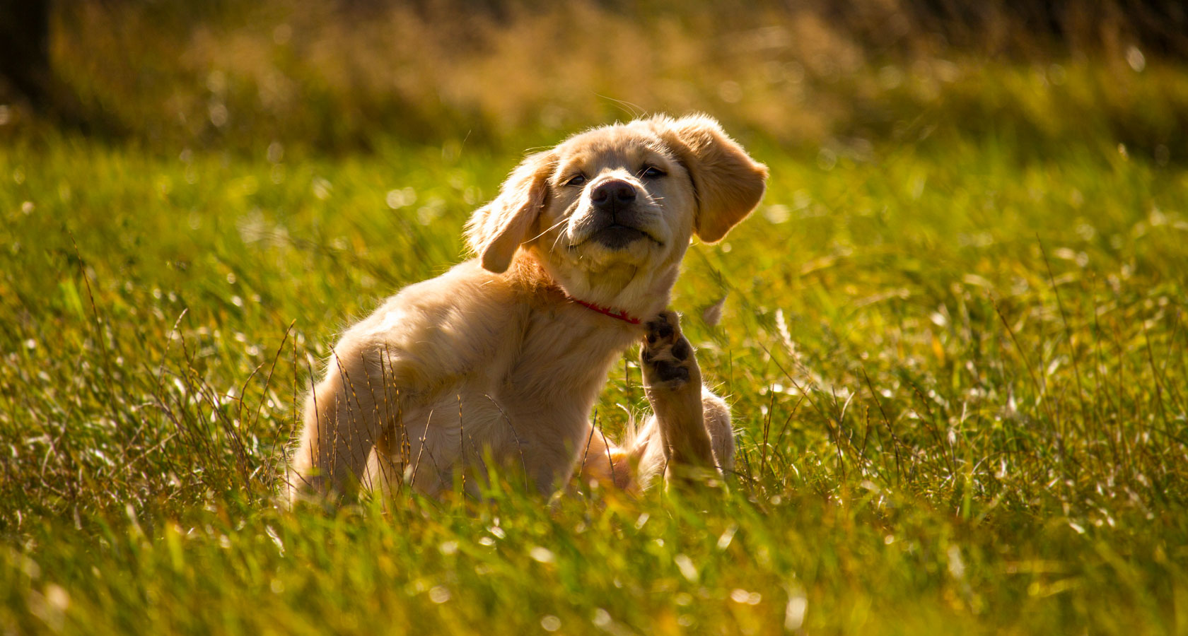 ¡Cuida su piel! Conoce qué es la dermatitis canina