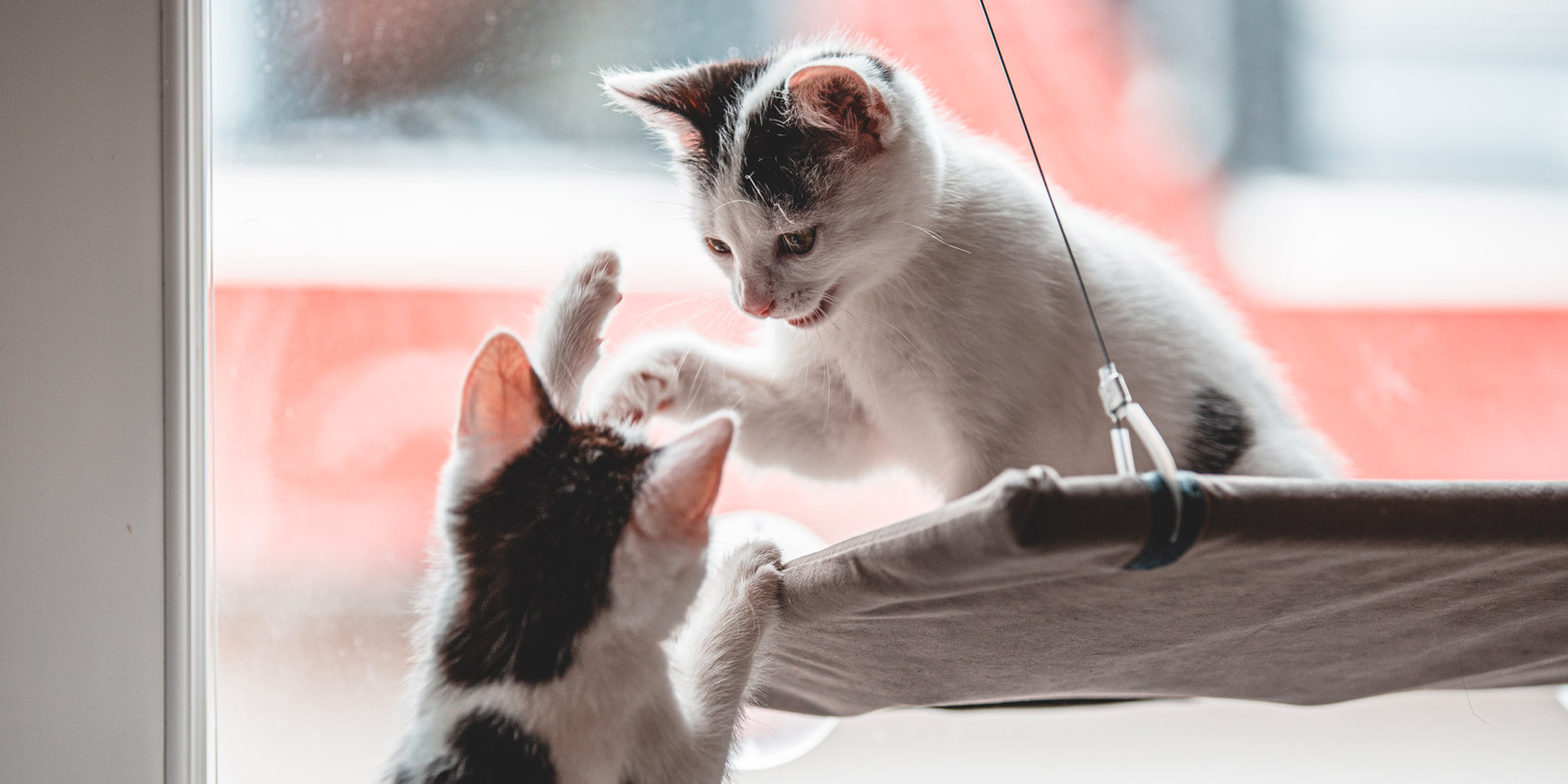 Gatitos pequeños jugando