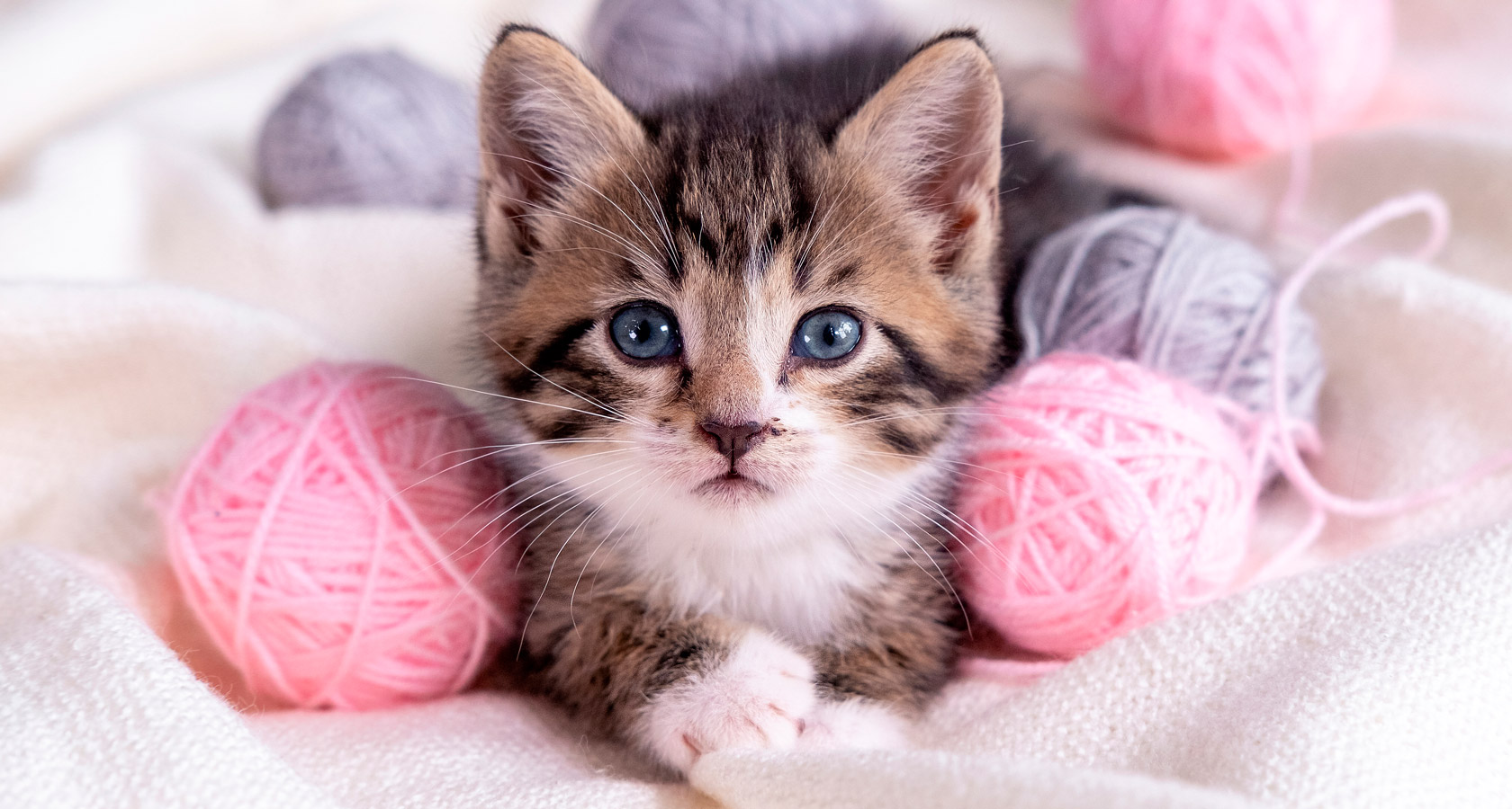 Descubre cómo saber la edad de un gato