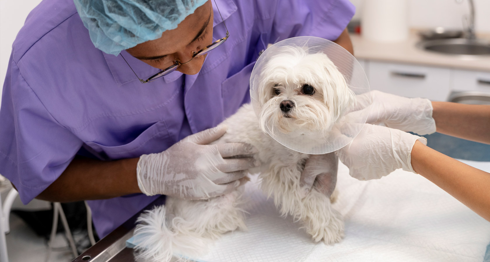 perro para esterilizar