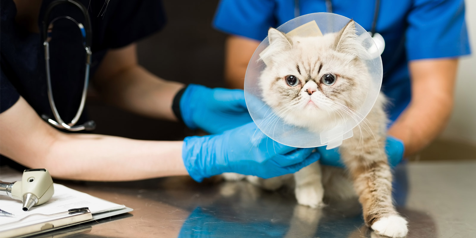 Tenencia responsable: Descubre por qué debes esterilizar a tus perros y gatos