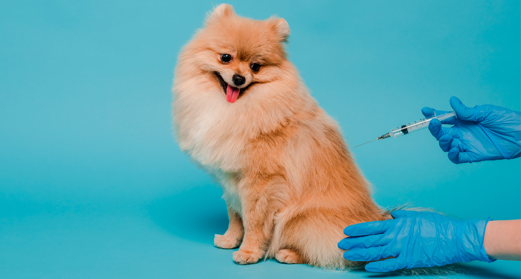 Tenencia responsable: La importancia de vacunar a tus mascotas