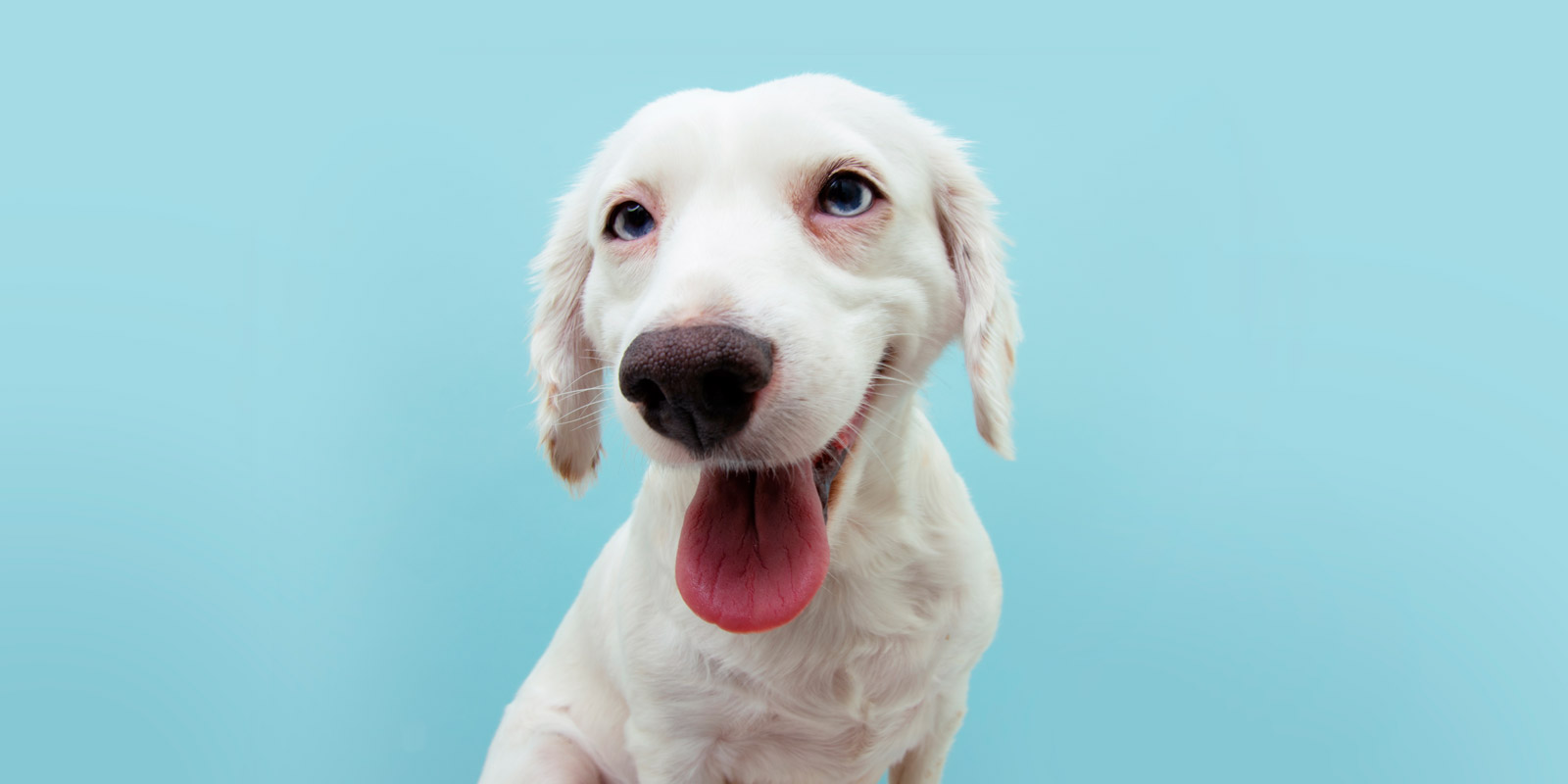 Día del perro: Guía básica para cuidar a tu regalón