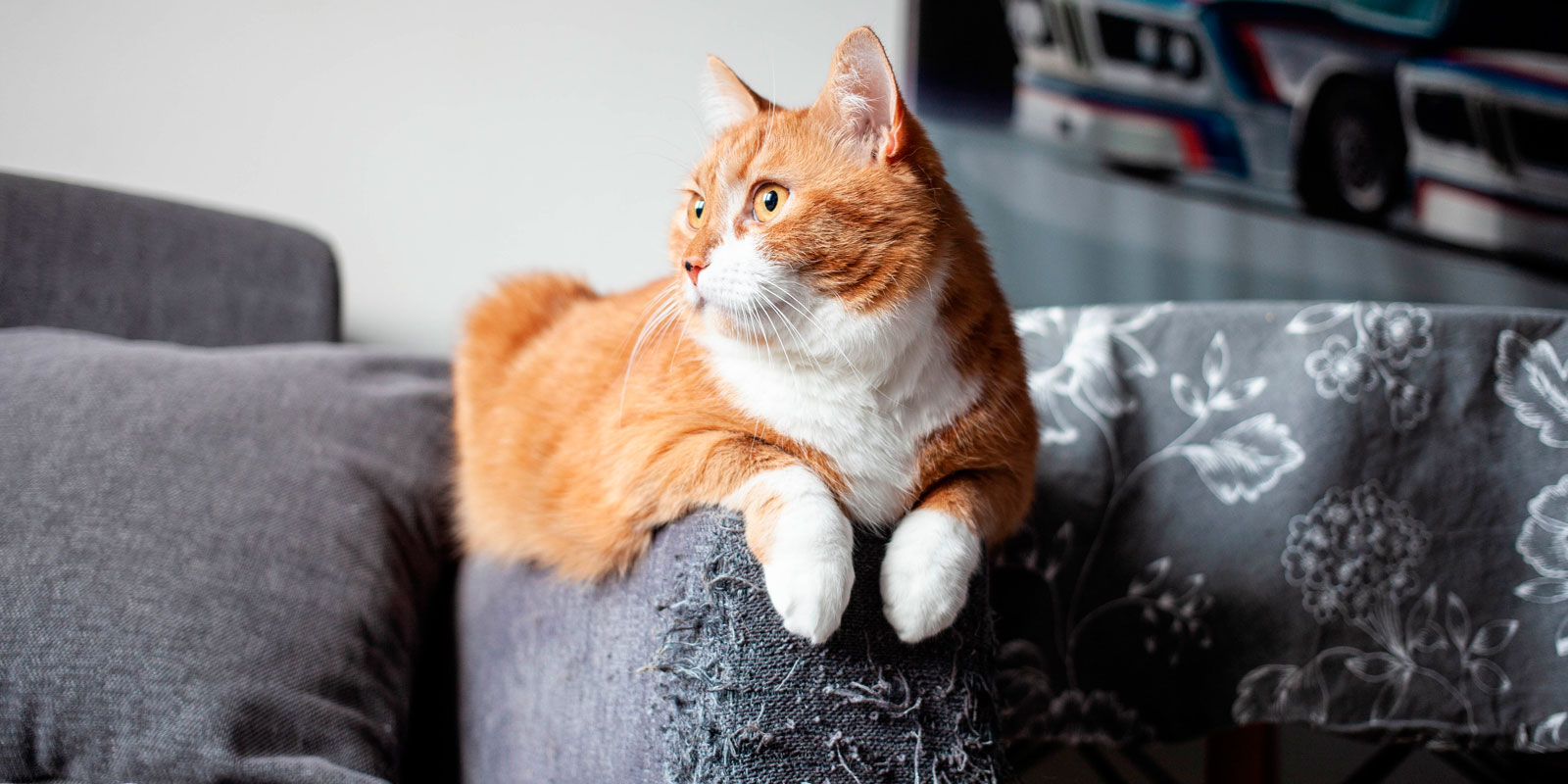 Gato arriba de sillón arañado