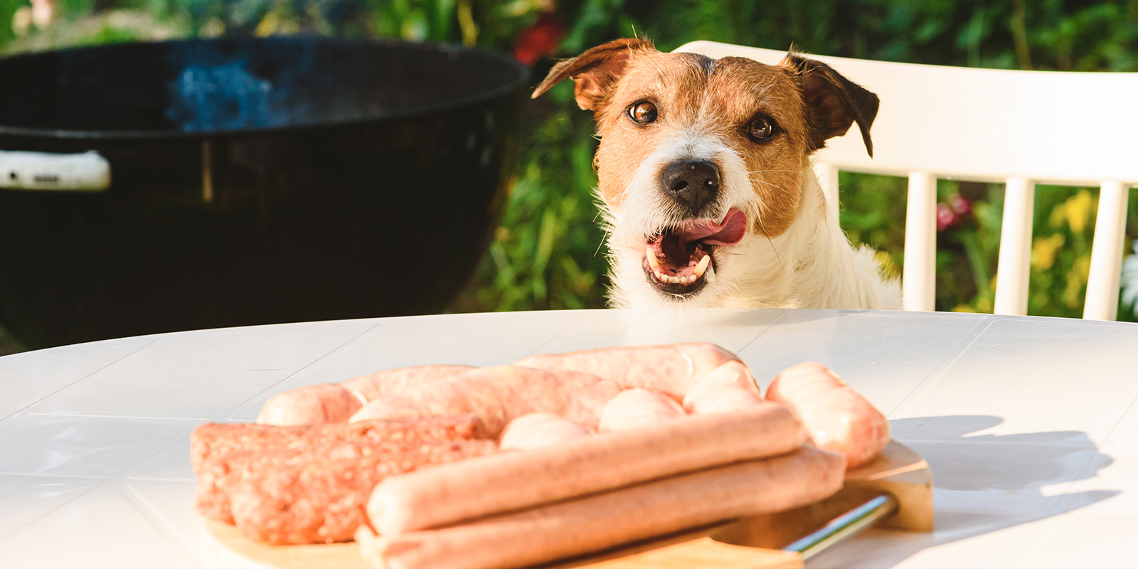 Perro saboreando comida de asado de fiestas patrias